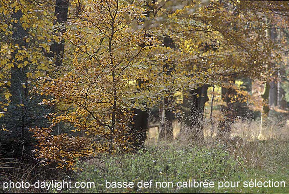 bois en automne